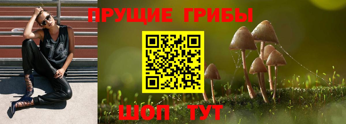 Псилоцибиновые грибы Psilocybe Сергиев Посад